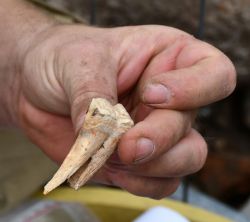 Ein stattlicher Schweinezahn fand sich im Boden der Ruine. Foto: Landkreis Prignitz