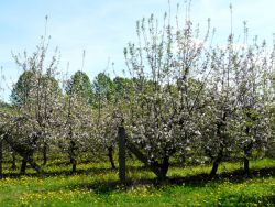 Streuobstwiese / Foto: LK Prignitz