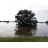 Elbe bei Gaarz (09.06.2013)