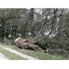 Umgestürzter Baum am Deich Mödlich (23.06.2013)