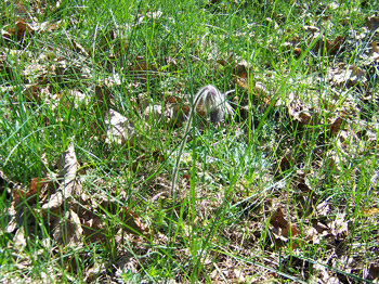 Wiesenkuhschelle - Pulsatilla pratensis