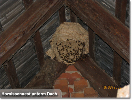 Hornissennest unterm Dach