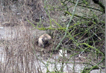 Biber an der Biberburg (Foto: LK Prignitz)