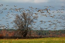 Zugvögel an der Elbe (Foto: G. Baack)