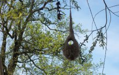 Nest der seltenen Beutelmeise (Foto: LK Prignitz)