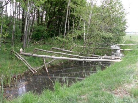 Von Bibern gefällte Bäume (Foto: LK Prignitz)