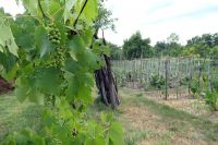 Weinanbau in Rumänien (Foto: Landkreis Prignitz)