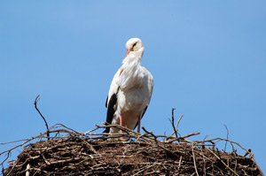 Storch in Rühstädt (Foto: G. Baack)