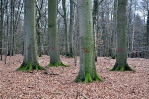 Rotbuchen sind als sog. Methusalembäume eingetragen. Foto: LK Prignitz