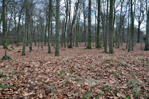 Blick vom slawischen auf den jungbronzezeitlichen Wall. Foto: LK Prignitz