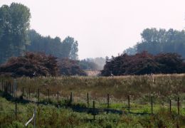 Waldrodung für den Bau der L 11 (Foto: LK Prignitz)