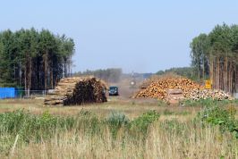 Waldrodung für den Bau der L 11 (Foto: LK Prignitz)